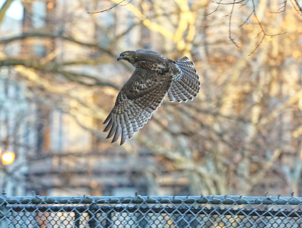 Juvenile red tail in Tompkins Square