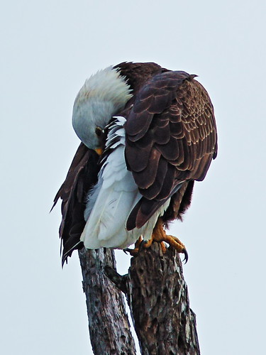 Bald Eagle male preening 20141229