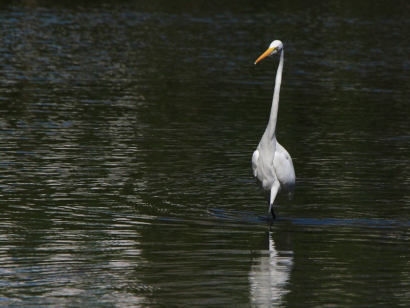 IMG_1462 大白鷺 Great White Egret