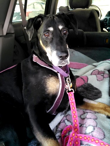 Lola loved car rides