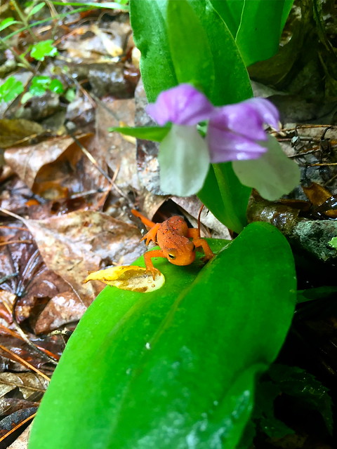Eft on a showy orchis at Fairy Stone State Park, Virginia