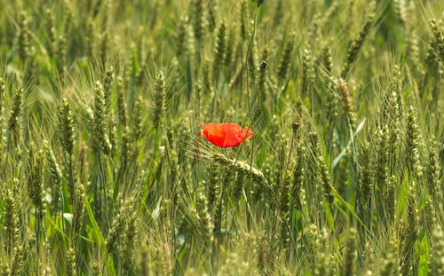 red france flower field barley afternoon depthoffield poppy lonely petite carmague 85mmf18 alsacienne nikond7100