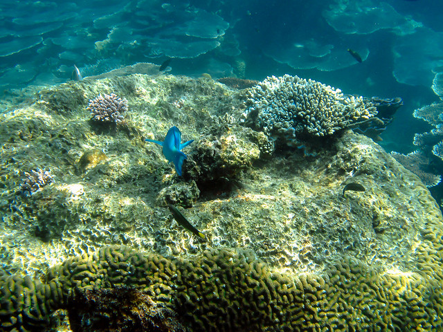 Coral Tualai Island, Tioman