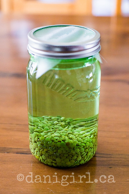 Sprouting lentils (2 of 4)