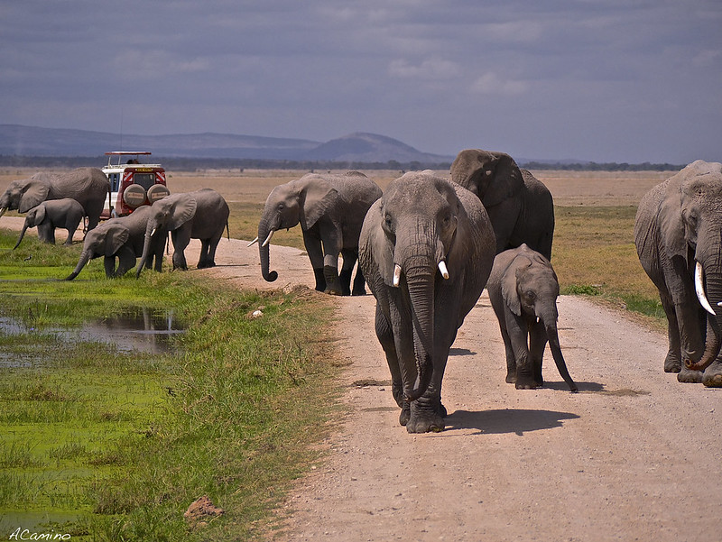 12 días de Safari en Kenia: Jambo bwana - Blogs de Kenia - Amboseli: Buscando la foto del elefante a los pies del Kilimanjaro (42)
