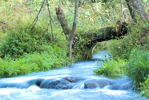 water japan spring stream famous 日本 tottori 大山 daisen 鳥取 泉 小川 名水 famousmineralwater 100選