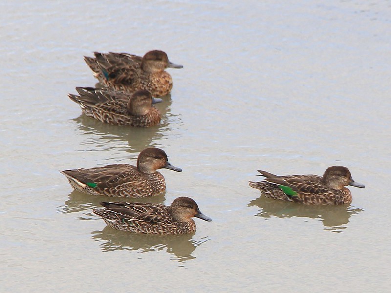 IMG_9578 小水鴨 母鳥 Common Teal