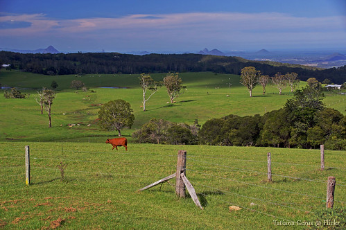 green grass fence landscape cow scenery notes australia lookout pasture qld queensland glasshousemountains 18135mm mountmee dt18135mmf3556sam
