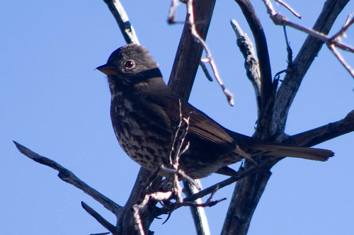 bird sparrow foxsparrow passerellailiaca chewsridgeobservatory