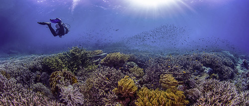 fish coral indonesia underwater scuba diving reef liveaboard rajaampat coraltriangle dewinusantara