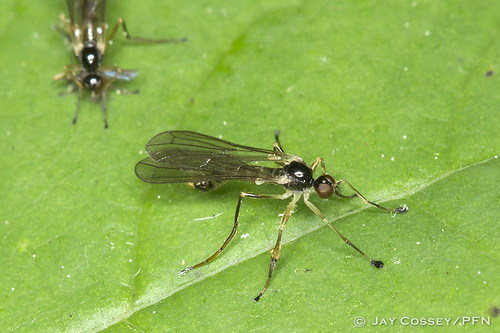indiana naturephotography martincounty insecta dancefly dipteraflies photographerjaycossey