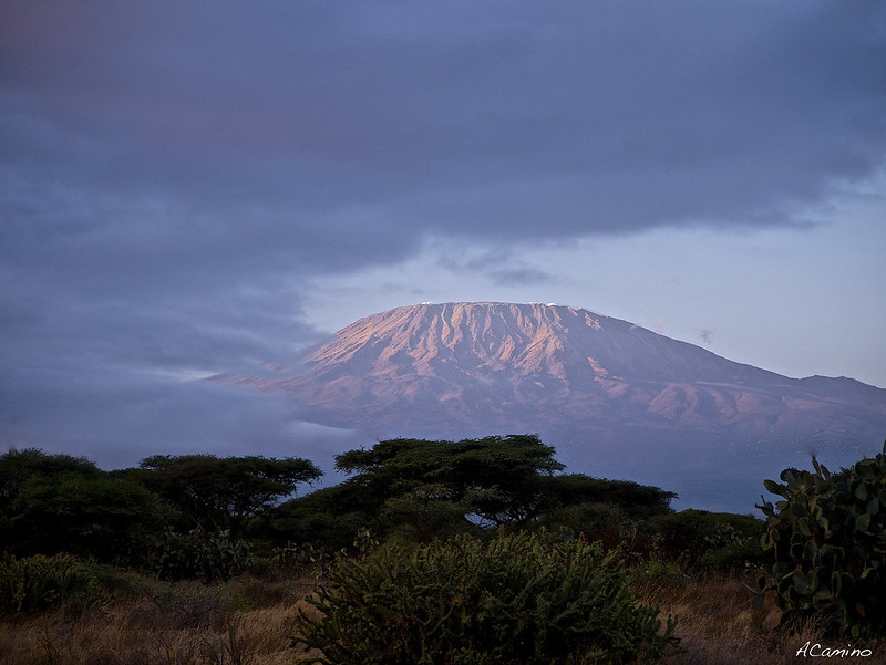 12 días de Safari en Kenia: Jambo bwana - Blogs de Kenia - Amboseli: Buscando la foto del elefante a los pies del Kilimanjaro (13)