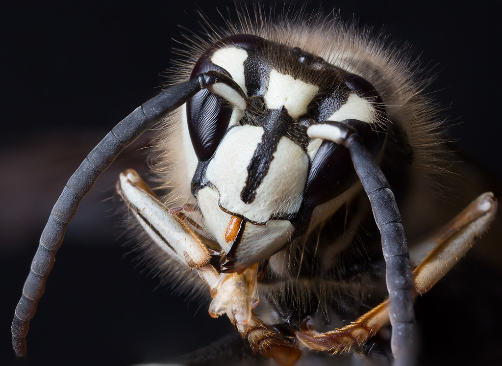 Bald Faced Hornet NPS National Capital Region Bees And Wasps   15581578349 18bedd6fe8 B 