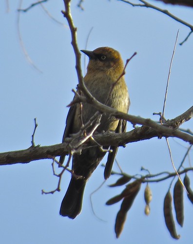 Rusty Blackbird near the West Access at Clinton Lake in DeWitt County, IL 07
