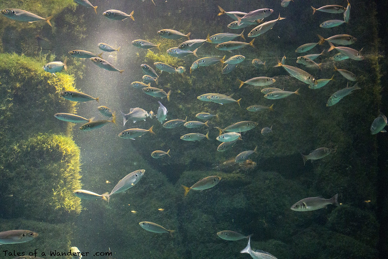 A CORUÑA - Aquarium Finisterrae