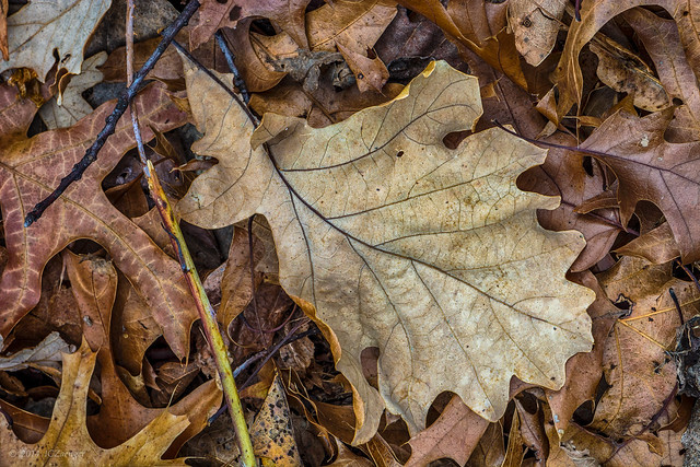 Oak Leaves End