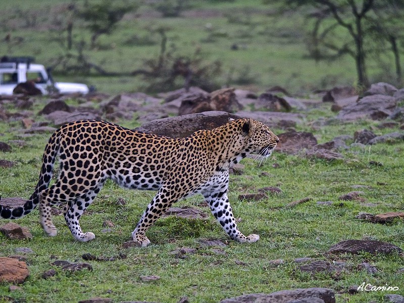 2º safari en el Mara: Hipos, Leones, Leopardos, hienas, jirafas, puesta de sol - 12 días de Safari en Kenia: Jambo bwana (34)