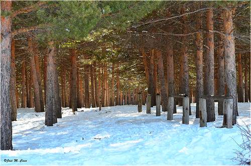 españa snow tree landscape spain nieve paisaje árbol sierranevada laragua nikond5100