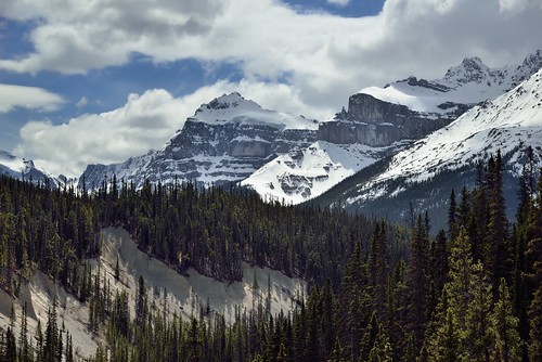 trees canada mountains nature snowcapped evergreen alberta day4 banffnationalpark icefieldsparkway canadianrockies evergreentrees highway93 project365 lookingsw waputikmountains mountsarbach mountainsindistance blueskieswithclouds epaulettemountain kaufmannpeaks nikond800e mountainsoffindistance lookingtomountainsofthecontinentaldivide hillsideoftrees lookingtocontinentaldivide centralmainranges northwaputikmountains mistayacanyonarea hiketosarbachlookout