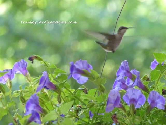 Hummingbird July 2016 4