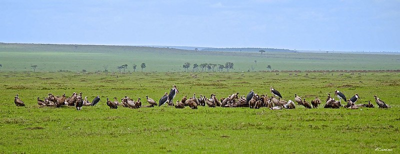 12 días de Safari en Kenia: Jambo bwana - Blogs de Kenia - Gran dia en el M.Mara viendo cazar a los guepardos (24)