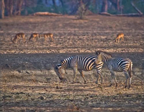 africa dusk zimbabwe manapools