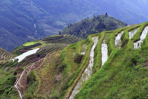 china mountain water nikon asia dragon rice terraces fields agriculture riceterraces backbone guangxi longsheng longji pingan dragonsbackbone pinganvillage joaofigueiredo nikond800e joaoeduardofigueiredo