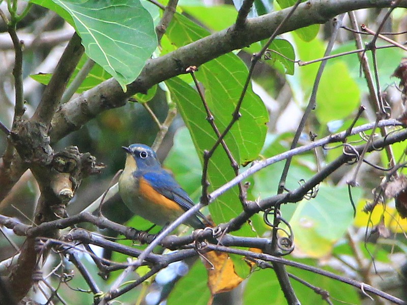 IMG_1853 藍尾鴝 公鳥 Red-flanked Bluetail