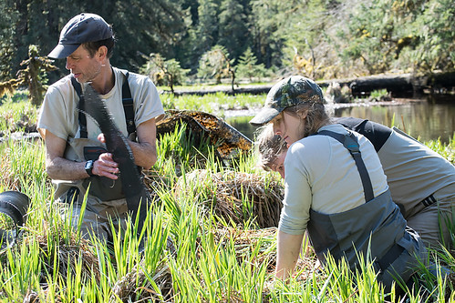 Crewmember Steve McCurdy and Forest Service employees Ariel Cummings and Jessica Davila collect salmon from the fish traps on Twelvemile Creek on Prince of Wales Island. (Photo courtesy of Bethany Goodrich)
