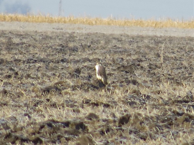 Prairie Falcon in the Magic Stump Area in Coles County, IL 01