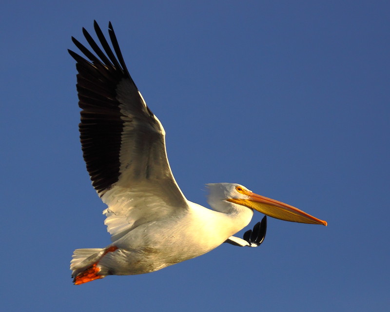 IMG_3209 American White Pelican