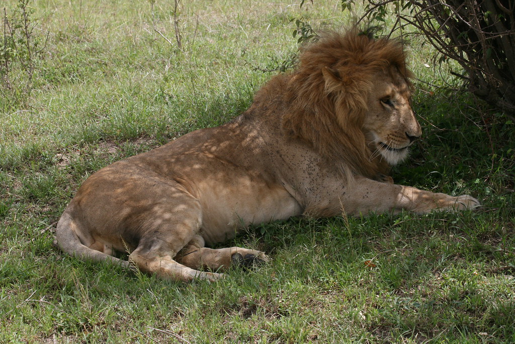 MEMORIAS DE KENIA 14 días de Safari - Blogs de Kenia - MASAI MARA II (45)