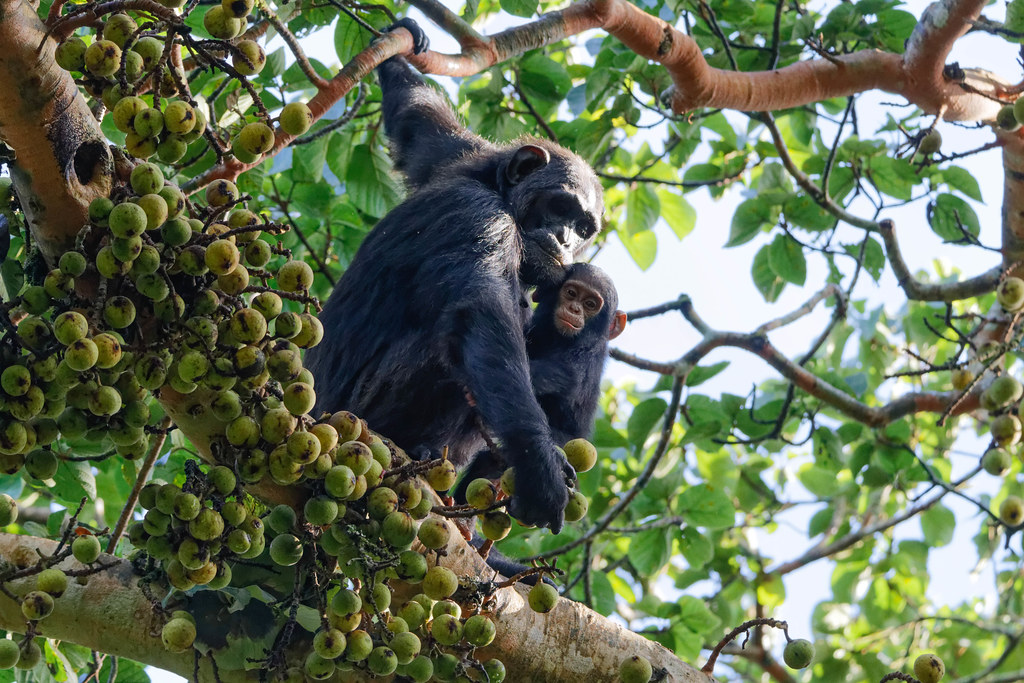photo of chimpanzee
