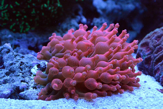 EdoVan's Shallow Nano Reef 150L - Page 4 16006238582_36ebeec47e_z
