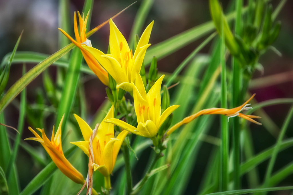 Yellow Lily.jpg