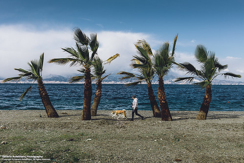 italien blue trees sea italy woman dog beach walking person sand italia palm lungomare calabria saverio reggio kilometro strettodimessina falcomatà autellitano piùbello