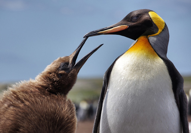 King penguin and fluffy baby