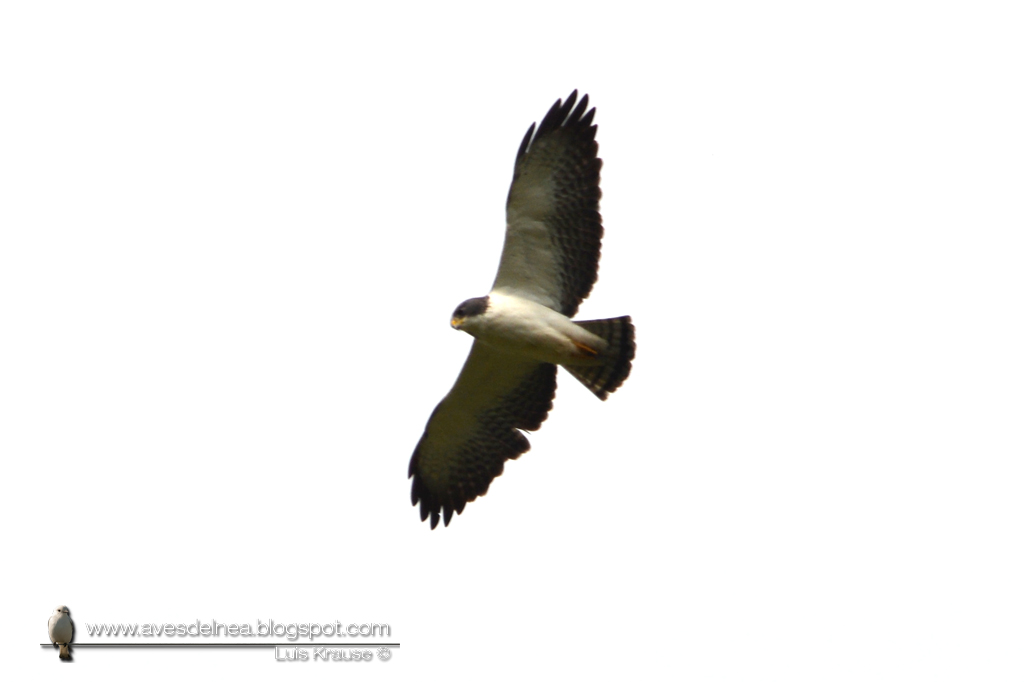 Aguilucho cola corta (Short-tailed Hawk) Buteo brachyurus