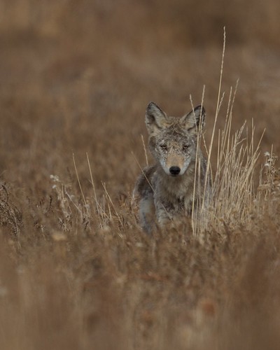 coyote kks rockymountainarsenalnwr