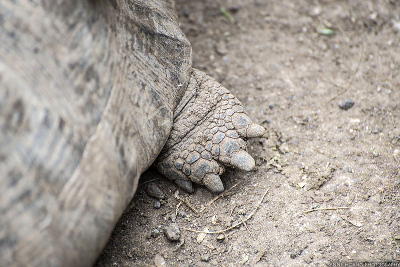 giant galapagos tortoise feet