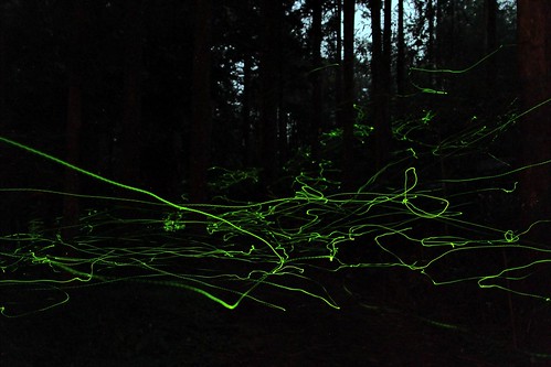 鋸角雪螢雄蟲發光，在杉木林間形成美麗的光跡。圖文提供：農委會特有生物中心