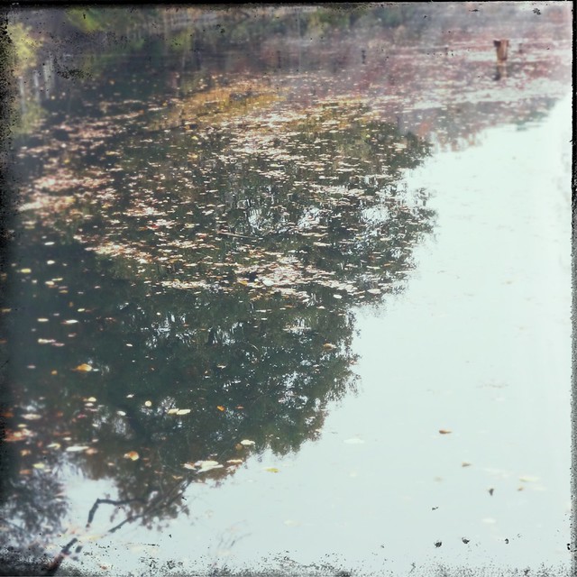 Fallen leaves on a pond
