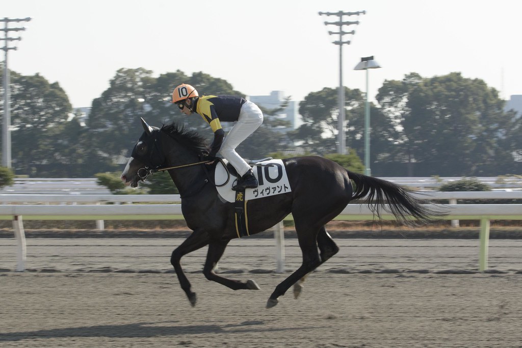 Flying Horse - 2014.12.30 大井競馬場 3R ヴィヴァント with 本橋騎手