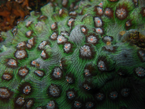 Coral Polyps, Sabang, Puerto Galera