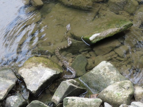 statepark snake indiana watersnake nerodiasipedon mccormickscreek nerodia