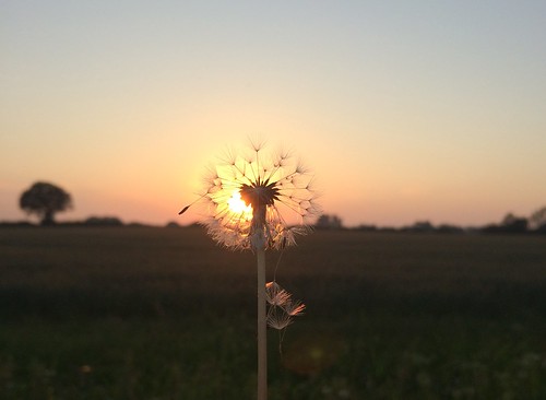 light sunset summer sun clock field evening norfolk seed dandelion seeds fields shining