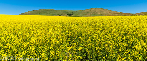 farm field canola flowers spring camasprairie palouse kamiah idaho unitedstates us