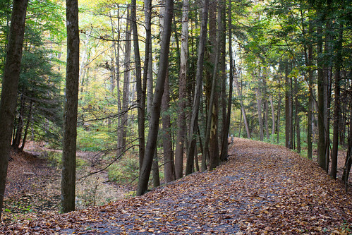 hiking trail autumn fall leaves forest little buffalo state park parks pennsylvania visitpaparks