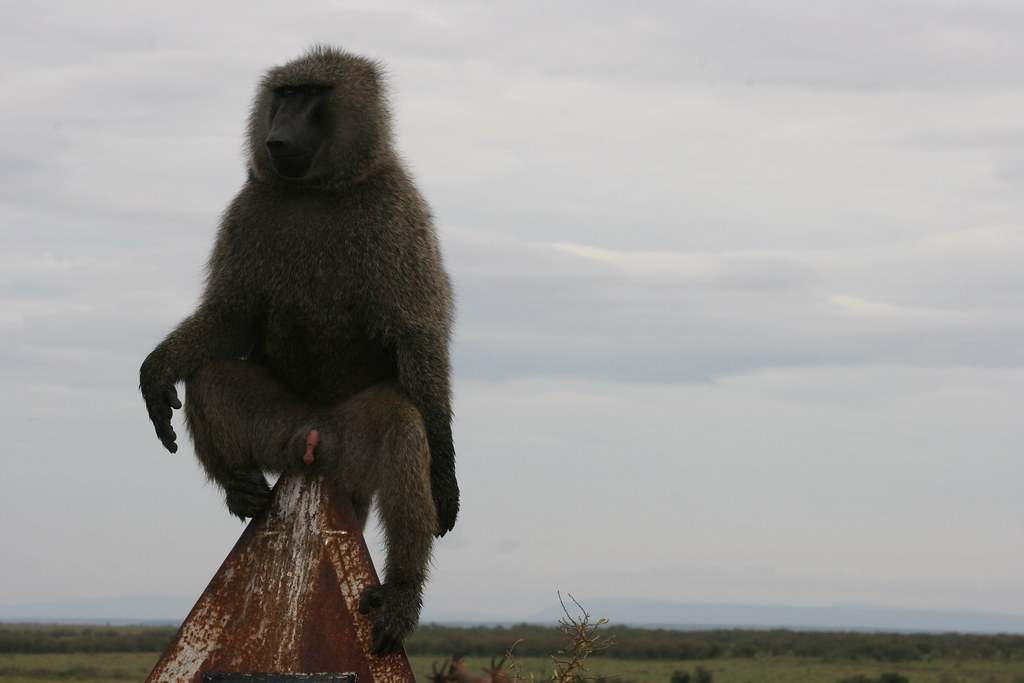 MEMORIAS DE KENIA 14 días de Safari - Blogs de Kenia - MASAI MARA IV (20)