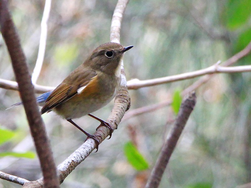 IMG_7593 藍尾鴝 母鳥 Red-flanked Bluetail